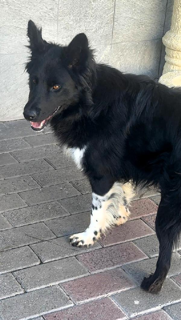 Nicholas Border Collie